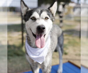 Siberian Husky-Unknown Mix Dogs for adoption in San Antonio, TX, USA