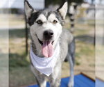 Small Siberian Husky Mix
