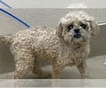 Small #2 Shih Tzu Mix