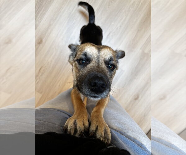 Medium Photo #5 Mutt Puppy For Sale in Bellevue, WA, USA