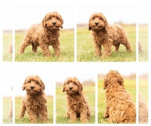 Cavapoo Puppy for sale in MENTONE, IN, USA