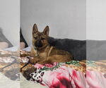 Small #5 Shepradors