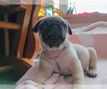 Small #1 Pug