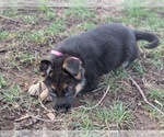 Small #4 German Shepherd Dog