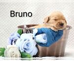 Small #6 Golden Retriever