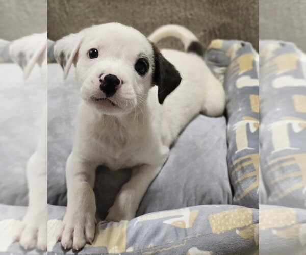 Medium Photo #3 American Staffordshire Terrier-Unknown Mix Puppy For Sale in Lakewood, CO, USA
