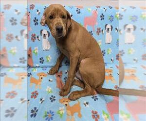 Labrador Retriever-Unknown Mix Dogs for adoption in Grovetown, GA, USA