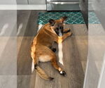 Small #38 German Shepherd Dog