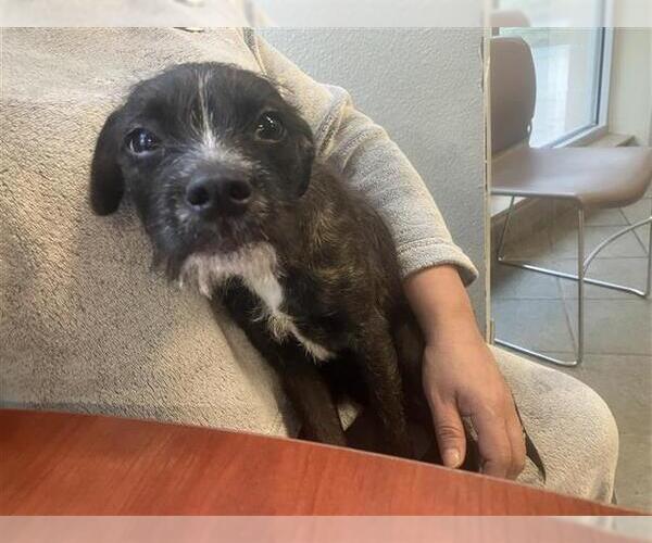 Medium Photo #1 Mutt Puppy For Sale in San Antonio, TX, USA