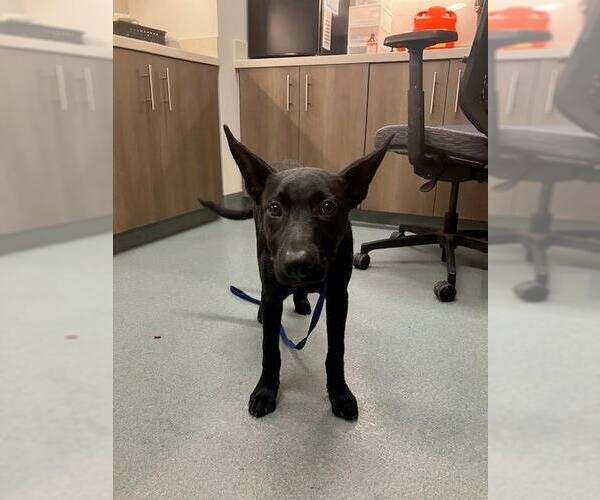 Medium Photo #1 German Shepherd Dog-Unknown Mix Puppy For Sale in Baytown, TX, USA