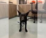 Small German Shepherd Dog Mix