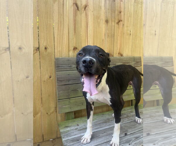 Medium Photo #2 Boxer-Unknown Mix Puppy For Sale in Hilton Head, SC, USA