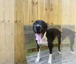 Small #1 Boxer Mix