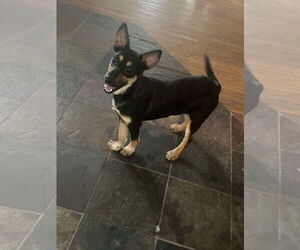 Mutt Dogs for adoption in Westwood, NJ, USA