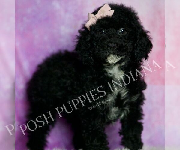 Medium Photo #26 Poodle (Miniature) Puppy For Sale in WARSAW, IN, USA