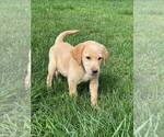 Small Photo #2 Labrador Retriever Puppy For Sale in FENTON, MI, USA