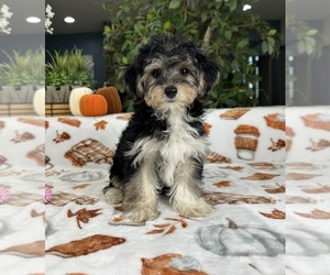 YorkiePoo Puppy for sale in GREENFIELD, IN, USA