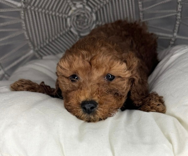 Medium Photo #3 Cavapoo (Miniature) Puppy For Sale in HOMELAND, CA, USA