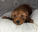 Small #2 Cavapoo (Miniature)