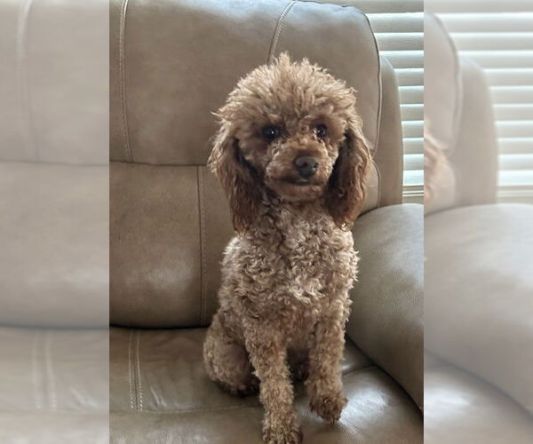 Medium Photo #2 Poodle (Miniature) Puppy For Sale in Pacolet, SC, USA