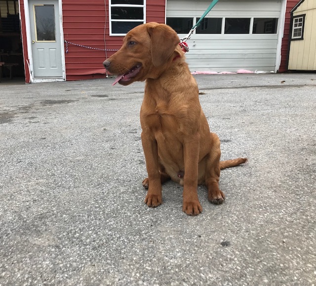 Medium Photo #16 Labrador Retriever Puppy For Sale in BUCK, PA, USA