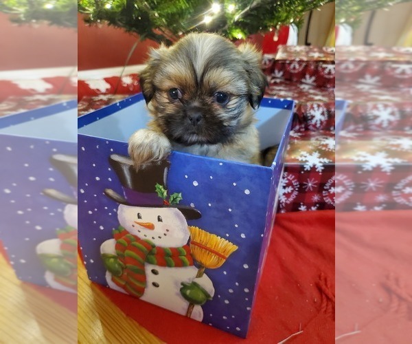 Medium Photo #3 Shih Tzu Puppy For Sale in GRIFFIN, GA, USA