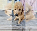 Small Photo #8 Double Doodle Puppy For Sale in WEST, TX, USA