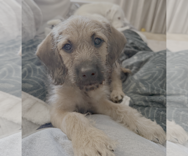 Medium Photo #1 Dachshund-Unknown Mix Puppy For Sale in Bellevue, WA, USA