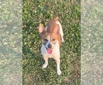 Small Photo #1 Rat Terrier Puppy For Sale in WHITAKERS, NC, USA