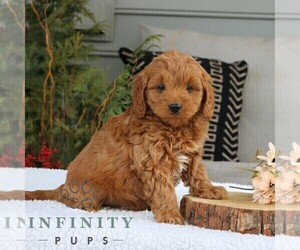 Goldendoodle (Miniature) Puppy for sale in NARVON, PA, USA