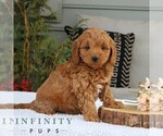 Small Goldendoodle (Miniature)