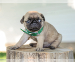 Small #2 Pug