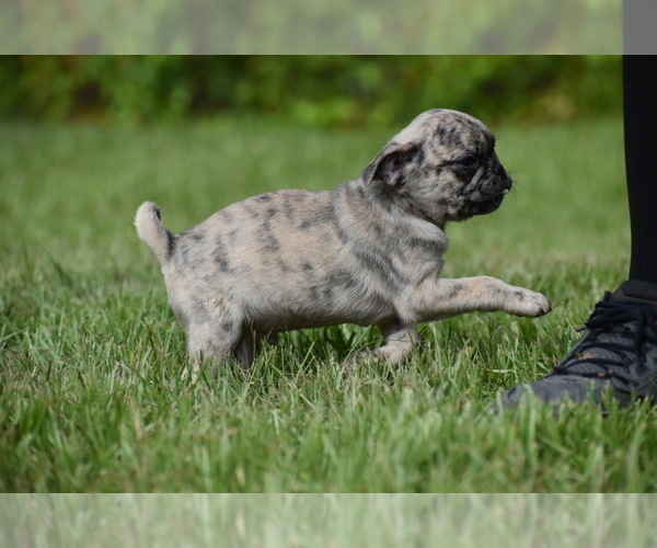 Medium Photo #2 Pug Puppy For Sale in PALM COAST, FL, USA