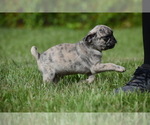 Small #1 Pug