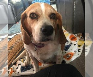 Beagle Dogs for adoption in Galveston, TX, USA