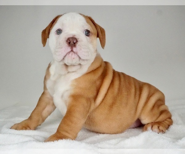Medium Photo #1 Bulldog Puppy For Sale in NAPPANEE, IN, USA