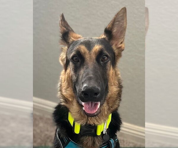 Medium Photo #4 German Shepherd Dog-Unknown Mix Puppy For Sale in Lake Forest, CA, USA