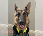 Small #3 German Shepherd Dog Mix