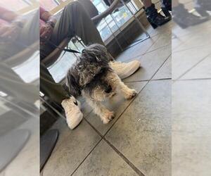 Miniature Schnauzer-Unknown Mix Dogs for adoption in San Antonio, TX, USA