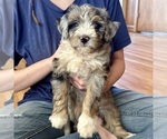 Small #3 Bernedoodle (Miniature)