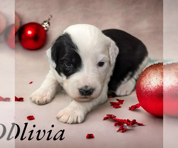 Medium Photo #4 Sheepadoodle Puppy For Sale in SEAMAN, OH, USA