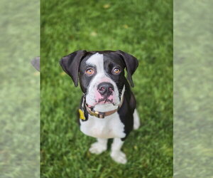 American Pit Bull Terrier-Unknown Mix Dogs for adoption in Sandy, UT, USA
