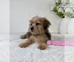 Small #2 Shorkie Tzu