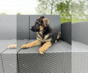 German Shepherd Dog Puppy for Sale in LAWRENCEVILLE, Georgia USA