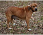Small #6 Basset Hound-Redbone Coonhound Mix
