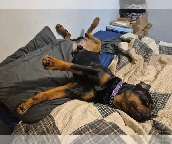 Medium Photo #2 Rottweiler Puppy For Sale in Hillsboro, NH, USA
