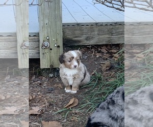 Miniature Australian Shepherd Puppy for sale in CARROLLTON, GA, USA