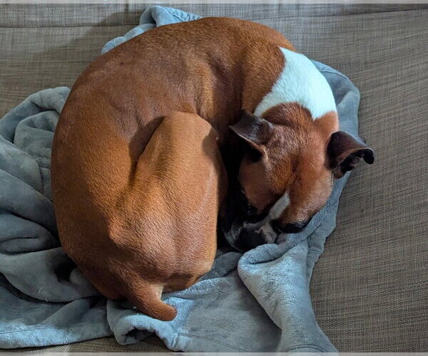 Medium Photo #2 Boxer Puppy For Sale in Austin, TX, USA