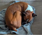 Small Photo #2 Boxer Puppy For Sale in Austin, TX, USA