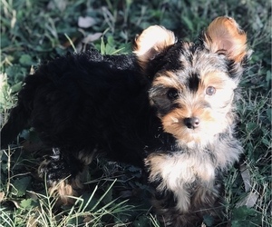 Yorkshire Terrier Puppy for sale in MURPHY, TX, USA